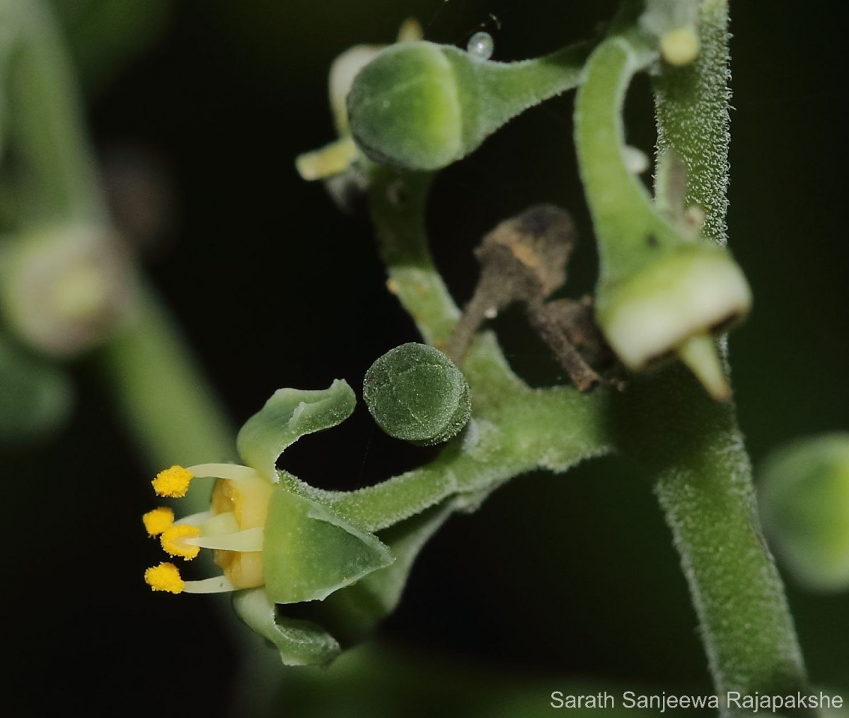 Cayratia pedata (Lam.) Gagnep.